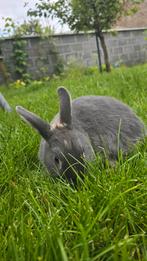 Rabbit nail malle, Ophalen of Verzenden