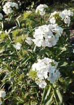 Biologische Duizendschoon Wit zaden, Tuin en Terras, Ophalen of Verzenden, Voorjaar, Halfschaduw, Zaad