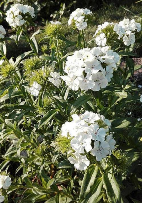 Biologische Duizendschoon Wit zaden, Tuin en Terras, Bloembollen en Zaden, Zaad, Voorjaar, Halfschaduw, Ophalen of Verzenden