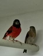 KAPOETSENSIJS - ELSSIJS - ZWARTKOPSIJS, Dieren en Toebehoren, Meerdere dieren, Tropenvogel, Geringd