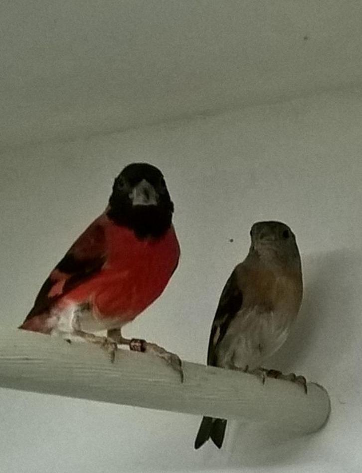 KAPOETSENSIJS - ELSSIJS - ZWARTKOPSIJS, Dieren en Toebehoren, Vogels | Overige Vogels, Tropenvogel, Meerdere dieren, Geringd