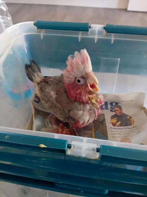 Rozze kaketoe voor handopfok, Dieren en Toebehoren, Vogels | Parkieten en Papegaaien, Papegaai, Geslacht onbekend, Tam, Geringd