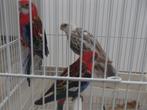 rosella, Dieren en Toebehoren, Meerdere dieren, Parkiet, Geringd