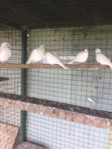 Witte bruidsduiven