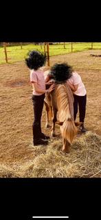 Lieve mini paardje X Shetlander, Dieren en Toebehoren, Pony's, Ruin