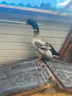 Un couple de canard, Dieren en Toebehoren, Pluimvee, Mannelijk, Eend