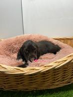 Cockerspaniël pups te koop, Dieren en Toebehoren, België, 8 tot 15 weken, CDV (hondenziekte), Meerdere