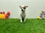 Chihuahua pups, Dieren en Toebehoren, België, 8 tot 15 weken, CDV (hondenziekte), Meerdere