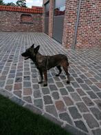 mechelse herder teef, Dieren en Toebehoren, België, Particulier, CDV (hondenziekte), 1 tot 2 jaar