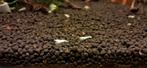 Caridina 'Snow White' zoetwatergarnalen te koop.