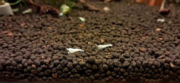 Caridina 'Snow White' zoetwatergarnalen te koop. beschikbaar voor biedingen