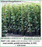 Groenblijvende Hedera-planten, maat 1,3o/1,4o meter, 4,5€/st, Ophalen, Overige soorten, Haag, 100 tot 250 cm