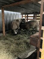 2 cages Kerry Hill, Animaux & Accessoires, Moutons, Chèvres & Cochons
