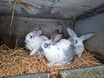 Vleeskonijnen te koop, Dieren en Toebehoren, Konijnen