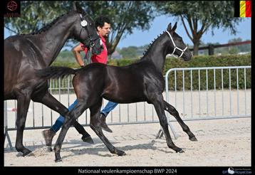 Springgefokt Querlybet Hero x Darco merrieveulen disponible aux enchères