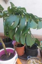 monstera planten, Ophalen