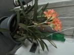 Te koop Clivia, En pot, Plante à fleurs, Enlèvement ou Envoi, Moins de 100 cm