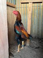 Shamo met stompbek, Dieren en Toebehoren