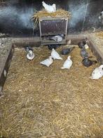 Texan duiven, Dieren en Toebehoren, Pluimvee, Meerdere dieren, Overige soorten