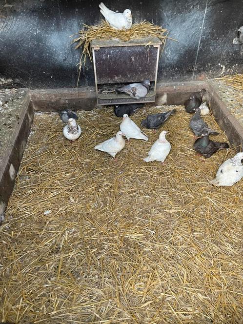 Texan duiven, Dieren en Toebehoren, Pluimvee, Overige soorten, Meerdere dieren