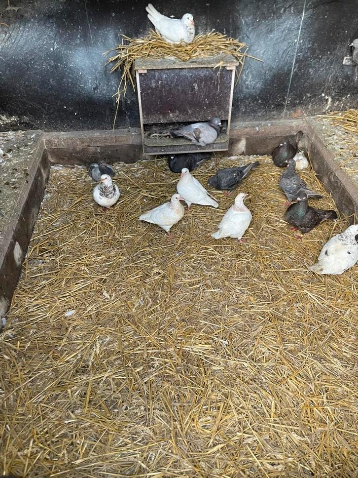 Texan duiven, Dieren en Toebehoren, Pluimvee, Overige soorten, Meerdere dieren