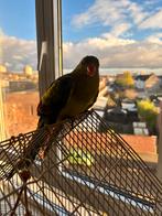 Jongen king parrot te koop, Dieren en Toebehoren, Vogels | Parkieten en Papegaaien, Mannelijk, Papegaai, Geringd