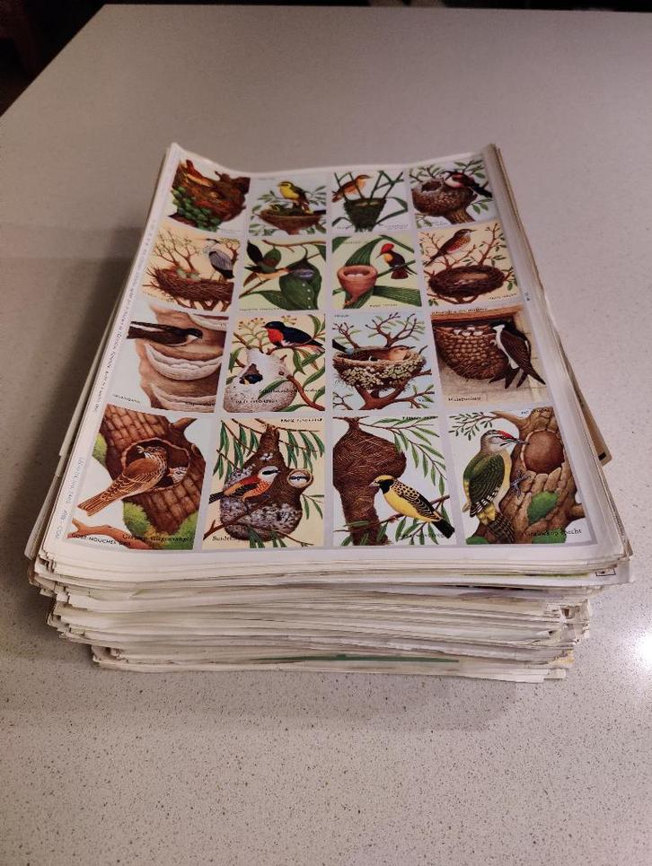 Kleurprenten, Collections, Photos & Gravures, Comme neuf, Gravure, 1940 à 1960, Enlèvement