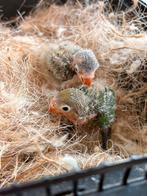 2 jonge agapornis, Sexe inconnu, Perroquet nain ou Inséparable, Domestique