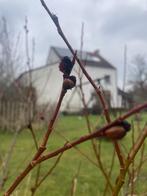 Salix gracilistyla melanostachys, Ophalen