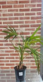 GRATIS KENTIA PLANT, Tuin en Terras, Ophalen