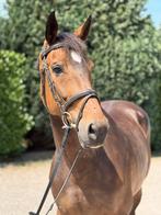 6jr. V. Glasgow v/h Merelsnest, Dieren en Toebehoren, Paarden, Merrie, Springpaard, Gechipt, Zadelmak