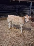 vaarzen, Dieren en Toebehoren, Vrouwelijk, 0 tot 2 jaar