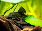 Pleco a donner URGENT, Ophalen, Nieuw, Gevuld zoetwateraquarium