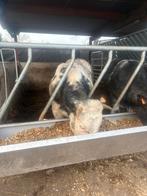 Dikbillen te koop, Dieren en Toebehoren, Schapen, Geiten en Varkens