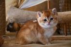 Black golden shaded britse korthaar kittens, Dieren en Toebehoren, Poes, Gechipt, 0 tot 2 jaar