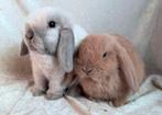 Prachtig mooi super lief handtam koppeltje Minilop rammetjes, Animaux & Accessoires, Lapins, Plusieurs animaux, Petit, Oreilles tombantes