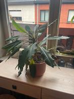 Rare kamerplant, Ophalen