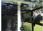 koppel geelvleugelblauwvoorhoofdsamazone, Dieren en Toebehoren, Vogels | Parkieten en Papegaaien, Papegaai, Geringd