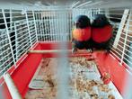 Handtamme Lori van de blauwe bergen, Dieren en Toebehoren