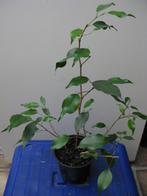 Ficus benjamina, Ficus, Ophalen of Verzenden, In pot
