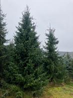 Grote kerstbomen, Ophalen