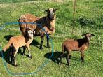 prachtig Kameroenschaap  rammetje/bokje, Mannelijk, Schaap, 0 tot 2 jaar