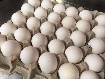 Broedeieren brahma, bressekippen en legkippen  beschikbaar voor biedingen