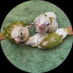 Parkiet Pyrrhura Molinea met de hand grootgebracht Tame, Dieren en Toebehoren, Vogels | Parkieten en Papegaaien, Geslacht onbekend