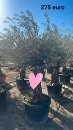 ‼️olijfbomen olea europaea aan onklopbare prijzen ‼️, Ophalen