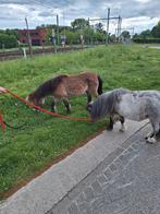 Chetland pony's, Dieren en Toebehoren, Pony's, Niet van toepassing, A pony (tot 1.17m), 7 tot 10 jaar, Westernpony