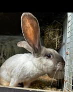 DUITSE reus voedster, Dieren en Toebehoren, Konijnen, Vrouwelijk, Groot, 0 tot 2 jaar
