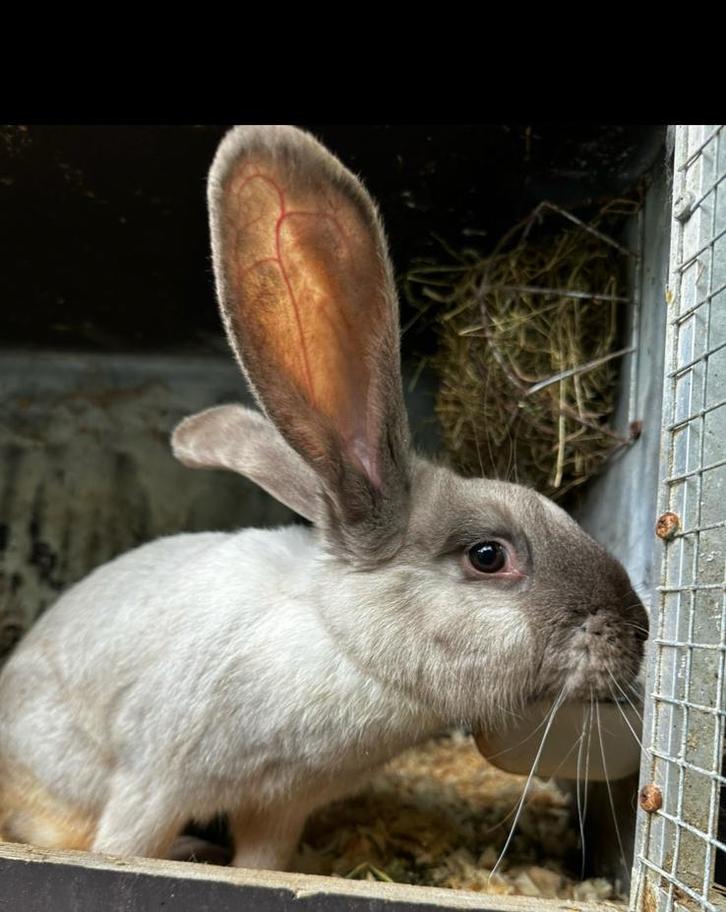 DUITSE reus voedster, Dieren en Toebehoren, Konijnen, Groot, Vrouwelijk, 0 tot 2 jaar