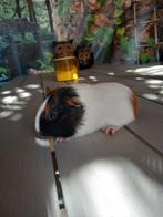 Mooi cavia zeugje, Juni, Cavia