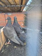 Pigeon, Animaux & Accessoires, Enlèvement